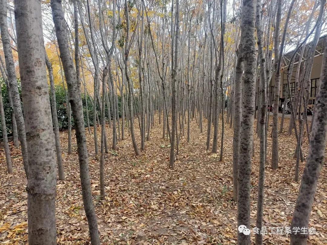 清掃學(xué)院垃圾，營(yíng)造美好校園(圖4)